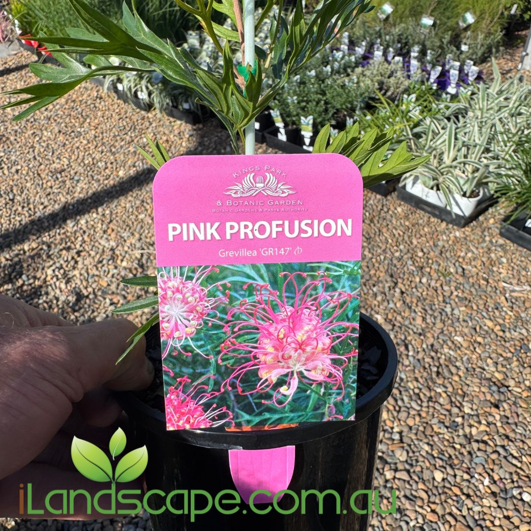 Grevillea Pink Profusion