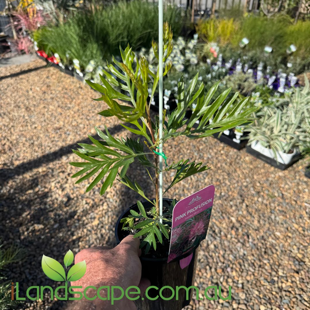 Grevillea Pink Profusion