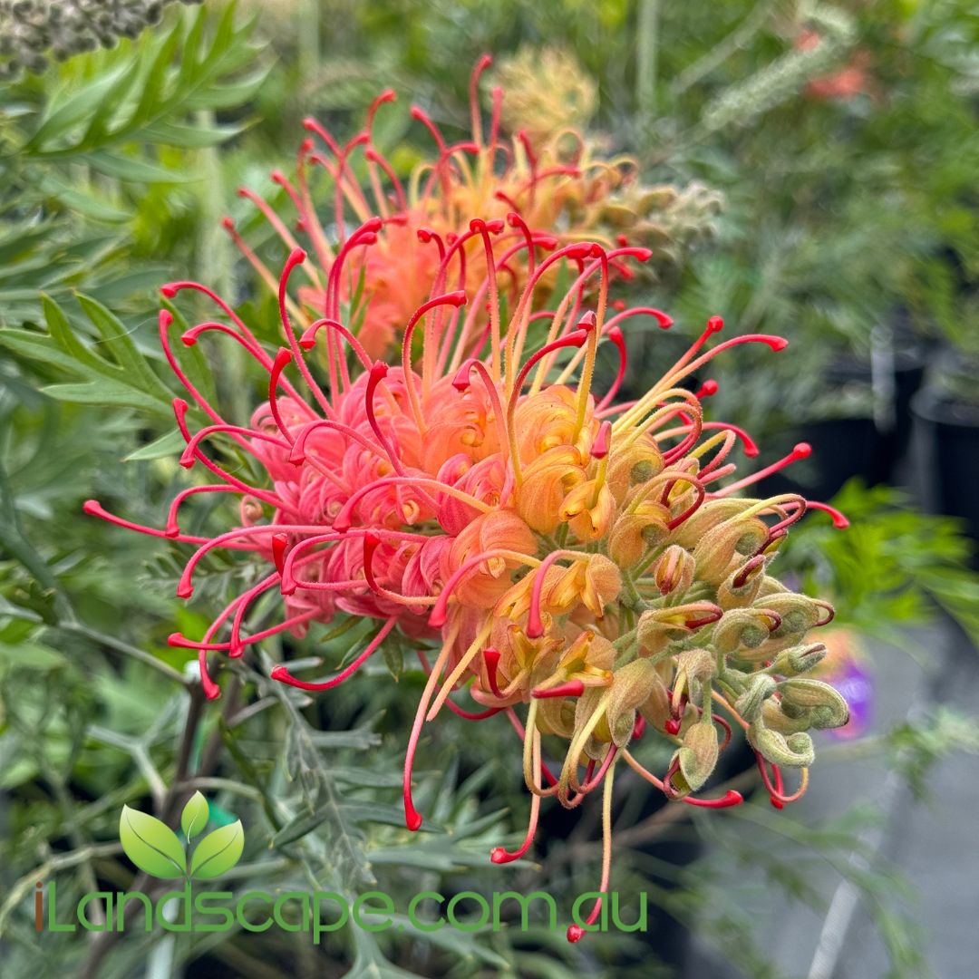 Close-up of a vibrant flower with red and orange petals, blurred green foliage in the background.