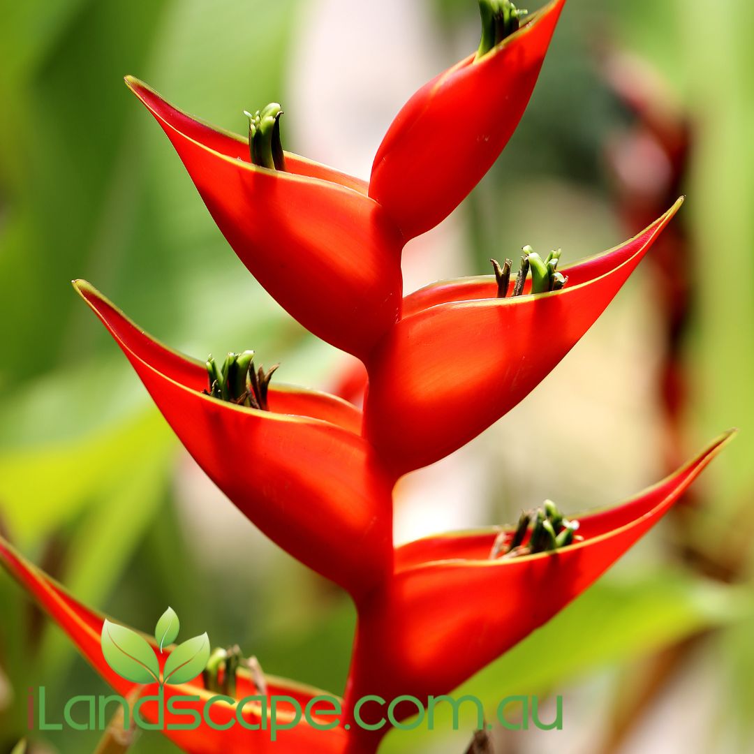 anthurium hot rio night Heliconia Hot Rio Nights