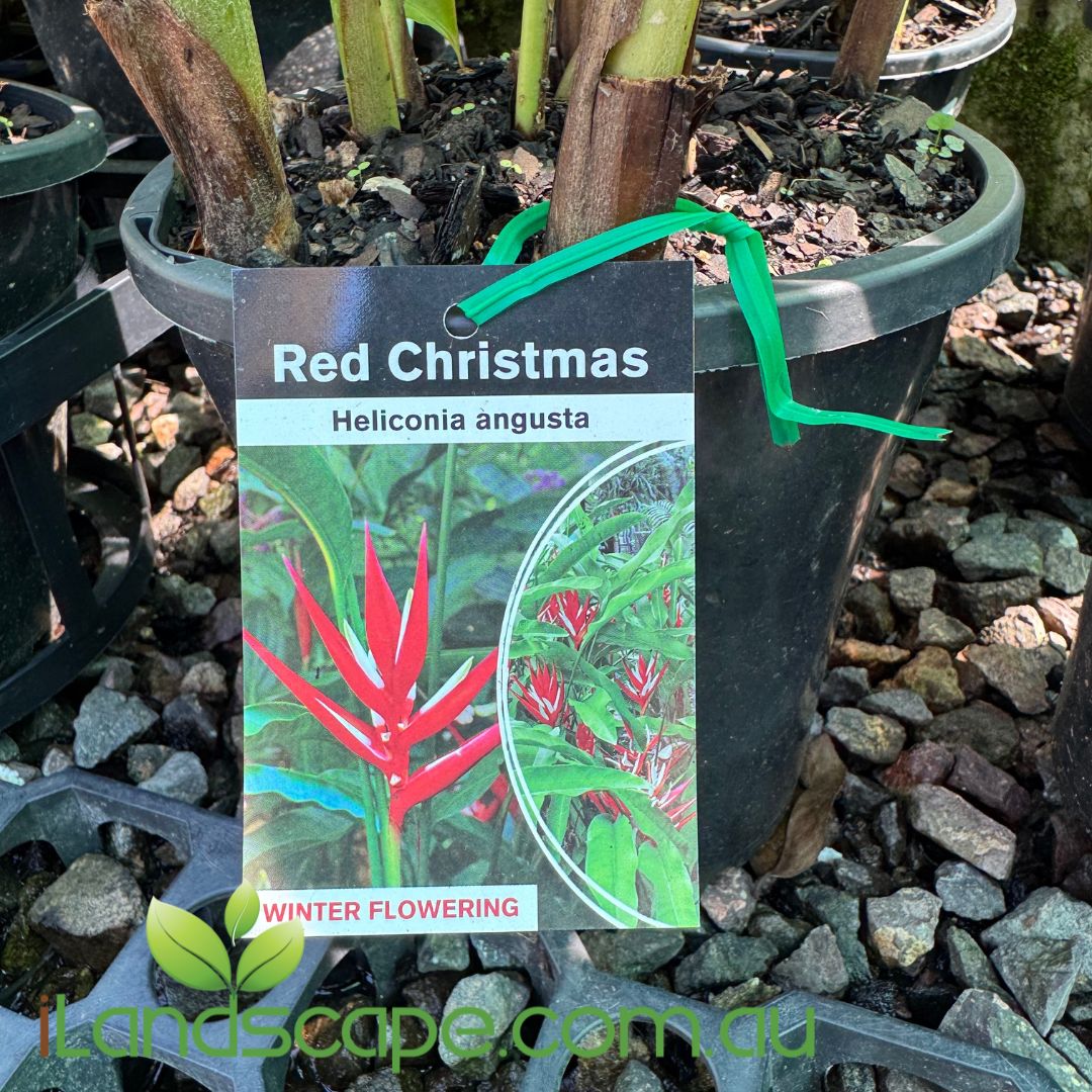 Heliconia angusta 'Red Christmas' Compact Red and White