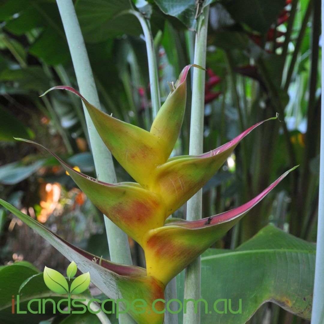 Heliconia caribaea 'Bonnie Kline – Sunshine Coast Nursery &amp; Garden Centre