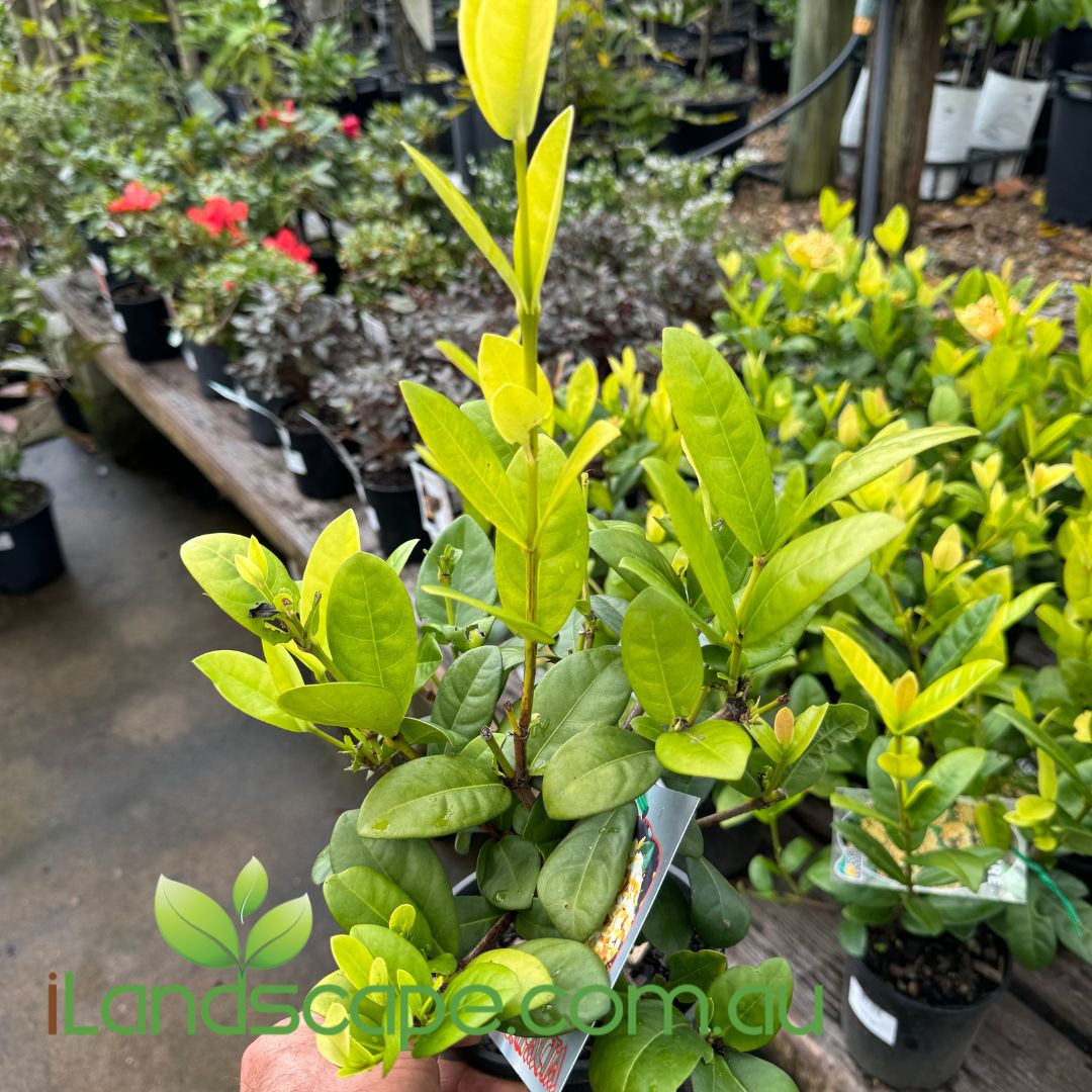 Ixora Compacta Gold Sunshine Coast Nursery & Garden Centre