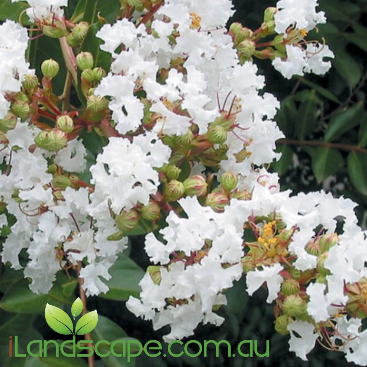 Lagerstroemia - Crepe Myrtle Natchez is a hardy crepe myrtle that grows to approx. 7m tall and has an abundance of clustered white flowers during Summer & Autumn.  Crepe Myrtles are deciduous and will drop their leaves during Winter before returning with a flush of beautiful leaves in Springs
