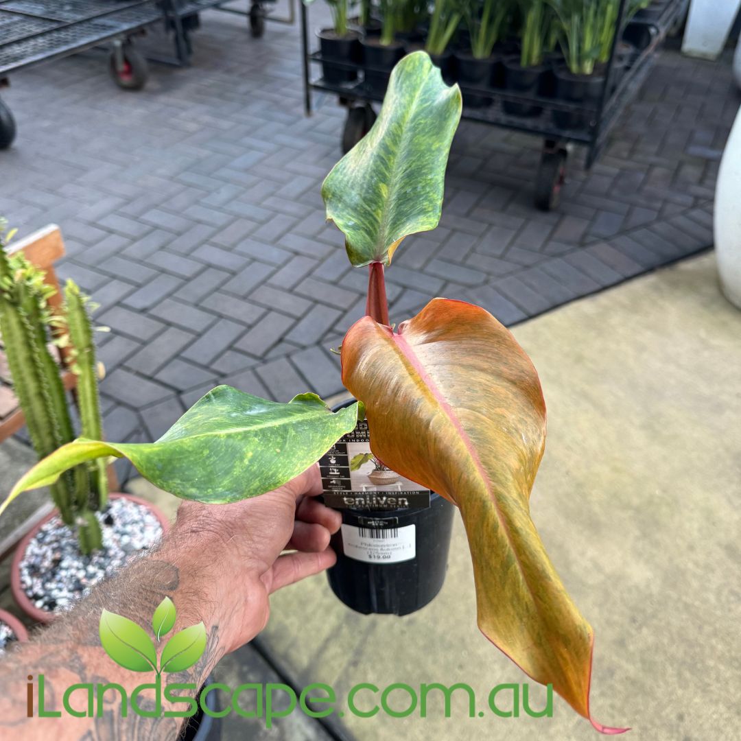 Philodendron erubescens Autumn Queen
