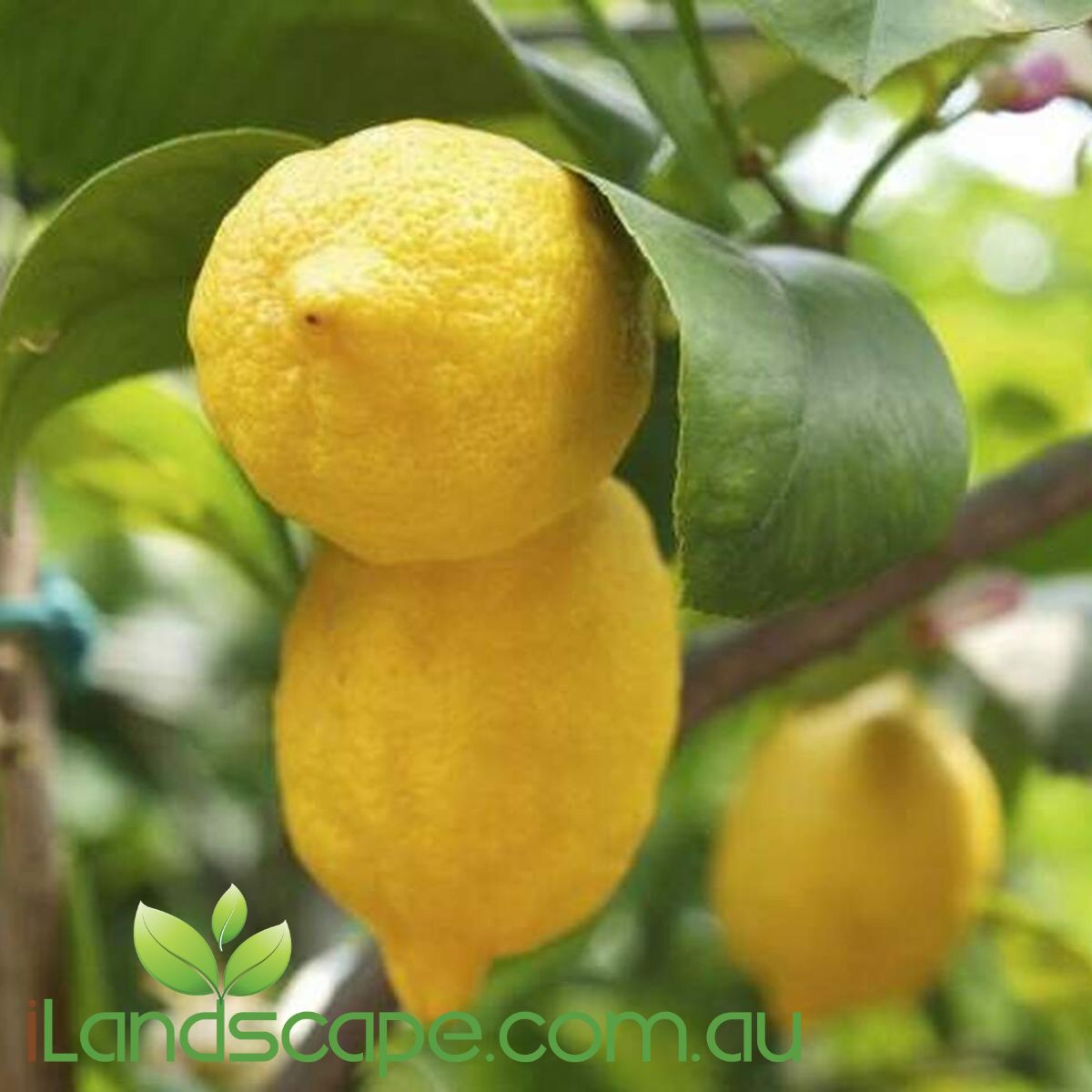 Lemon Dwarf 'Eureka SL' - It produces a mass of fragrant flowers and vigorous almost thornless, evergreen foliage. Dwarf Eureka is an ideal lemon for the home garden, bearing fruit all year round and peaking in summer.
