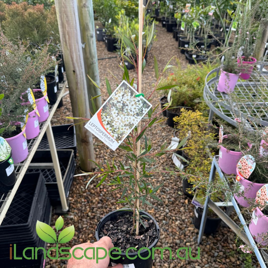 Leptospermum Petersonii - Lemon Scented Tea Tree