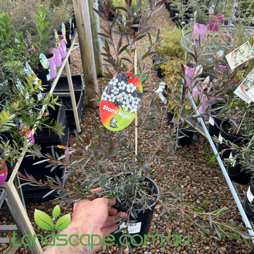 Leptospermum Starry Night