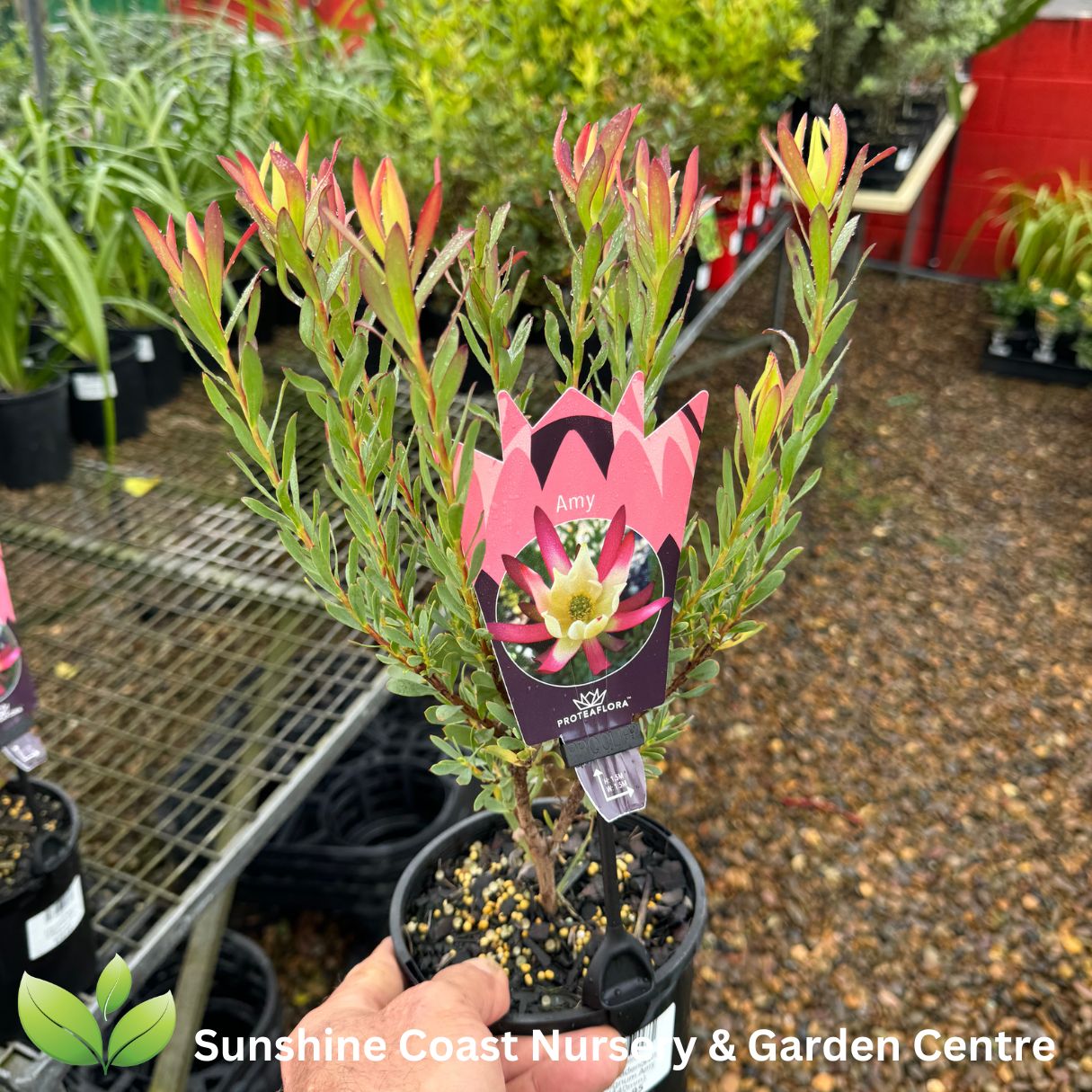 Leucadendron salignum Amy – Sunshine Coast Nursery & Garden Centre