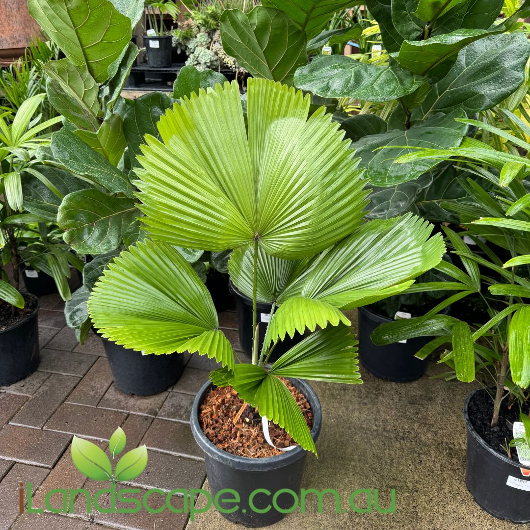 licuala palm plant Licuala elegans