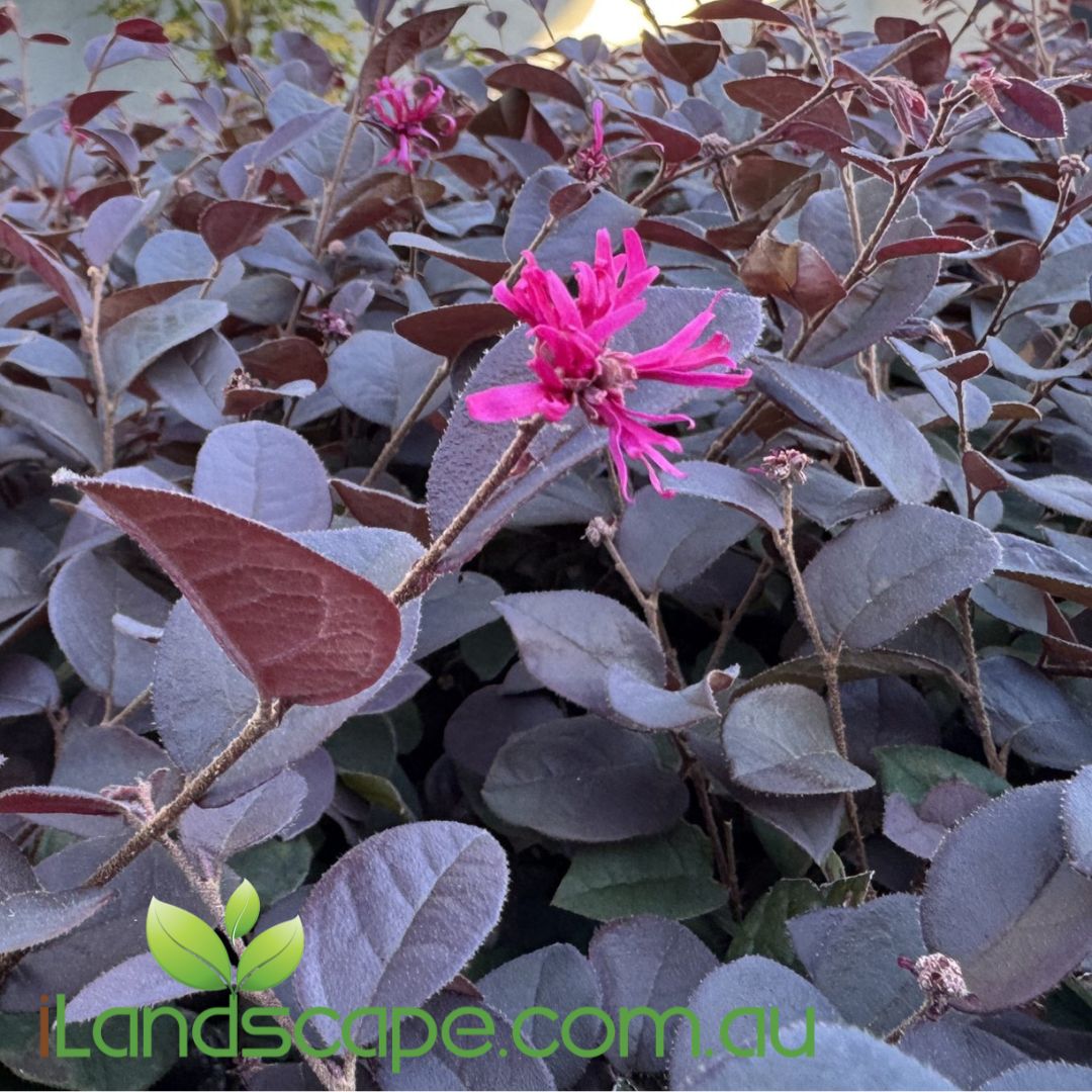 Loropetalum ‘Purple Pixie’™ with deep purple foliage and bright pink fringe-like flowers