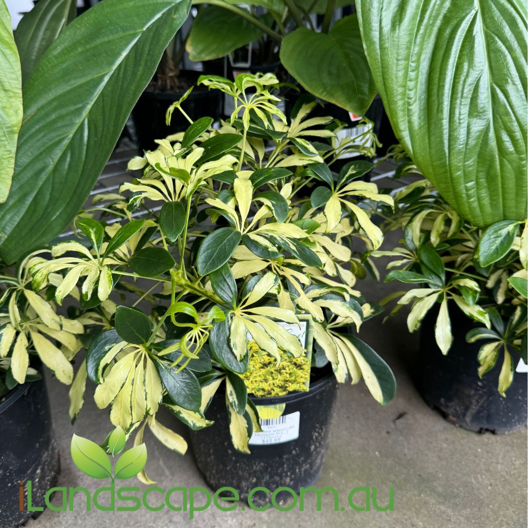 schefflera arboricola madame de smet Schefflera arboricola Madame De Smet – Sunshine Coast Nursery & Garden Centre