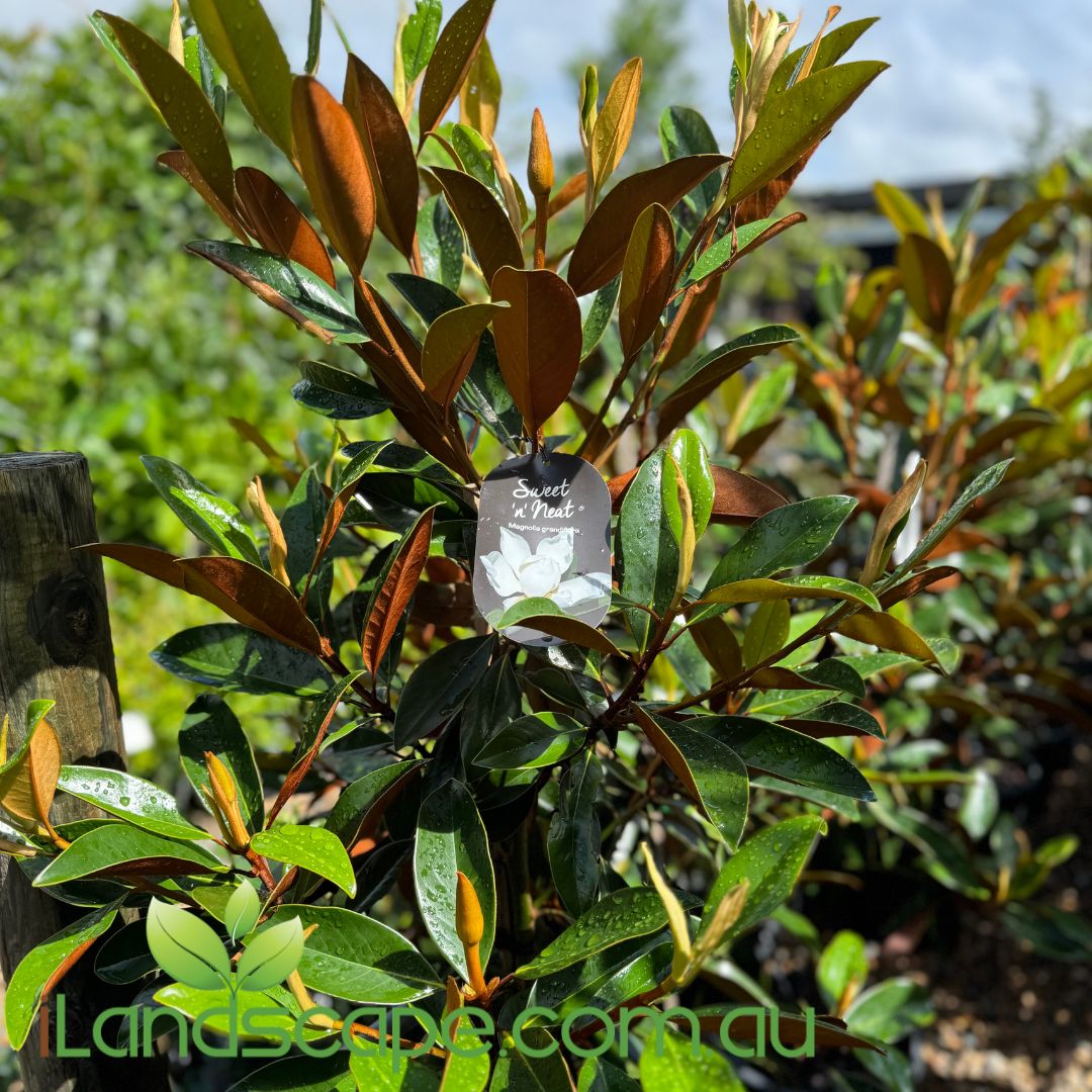 Magnolia 'Sweet n Neat' | Compact Evergreen Magnolia for Small