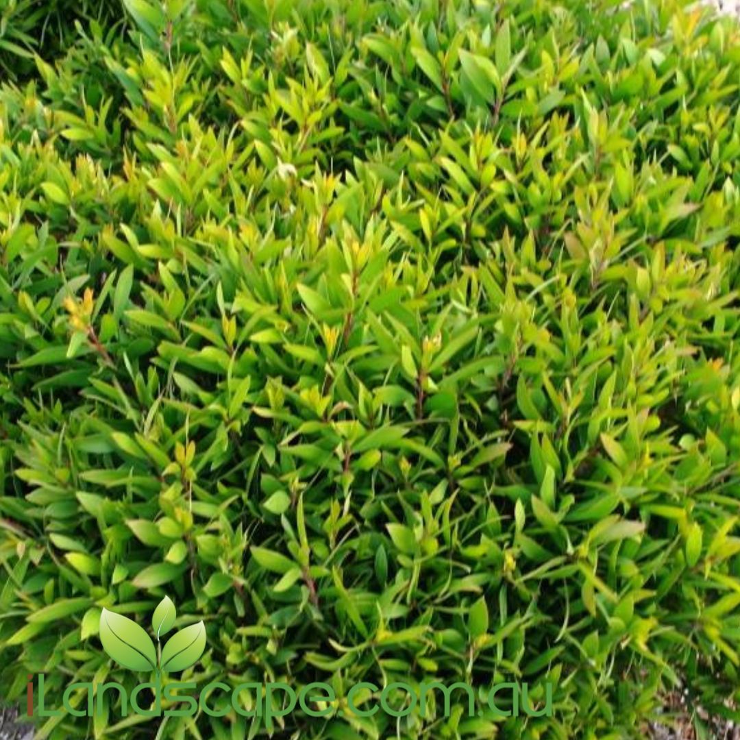 Melaleuca ‘Mini Quini’ with dense fine green foliage and soft pink-mauve flowers