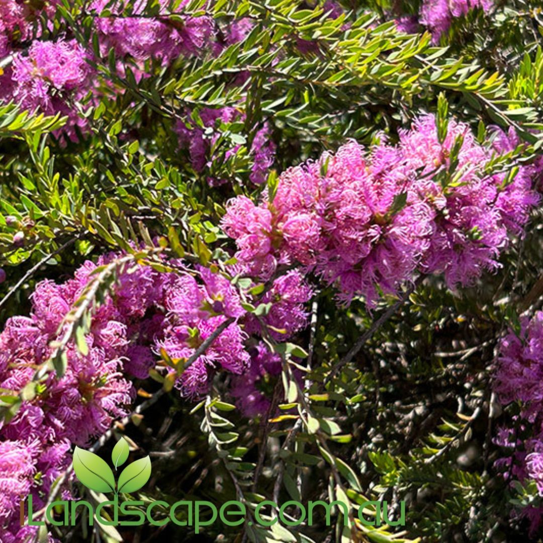 Melaleuca ‘Purple Lace’ with soft green foliage and vibrant purple frilly flowers