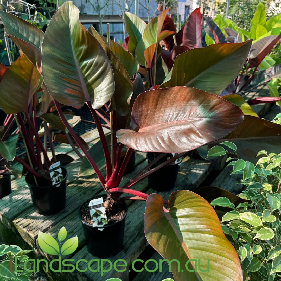 Philodendron Rojo Congo – Sunshine Coast Nursery & Garden Centre