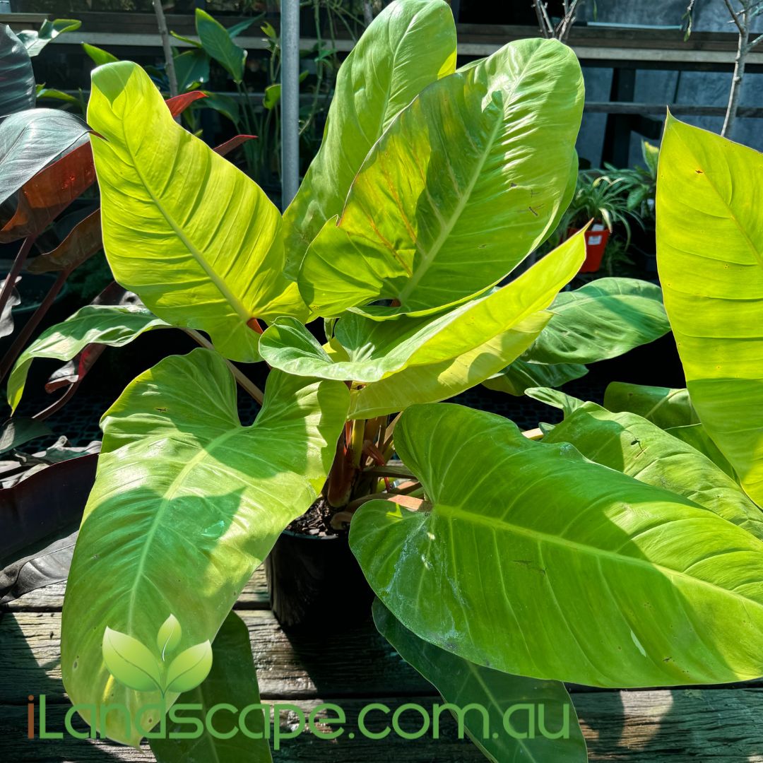 Philodendron melinonii Gold