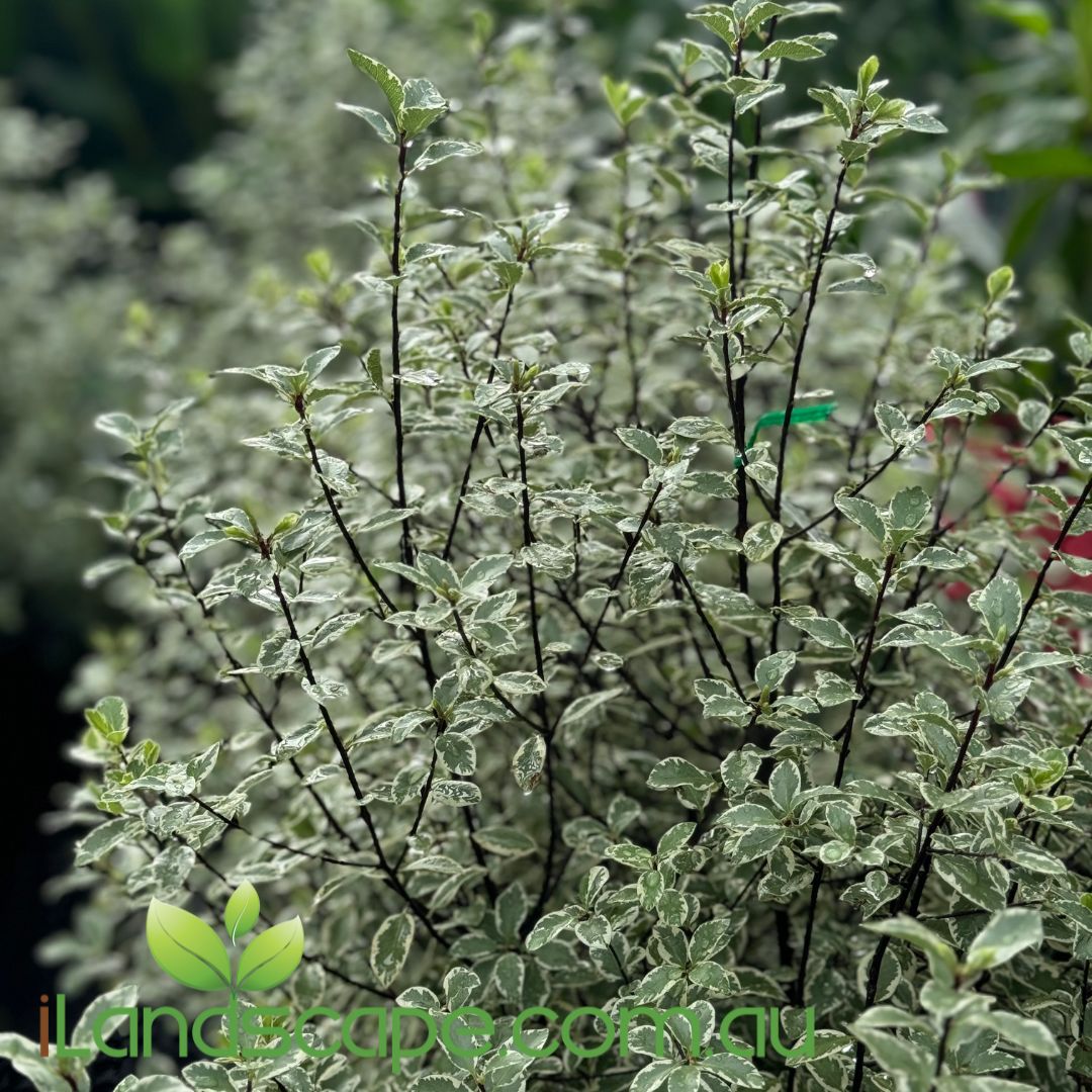 Pittosporum ‘Snow Leopard’ with striking green and cream variegated foliage
