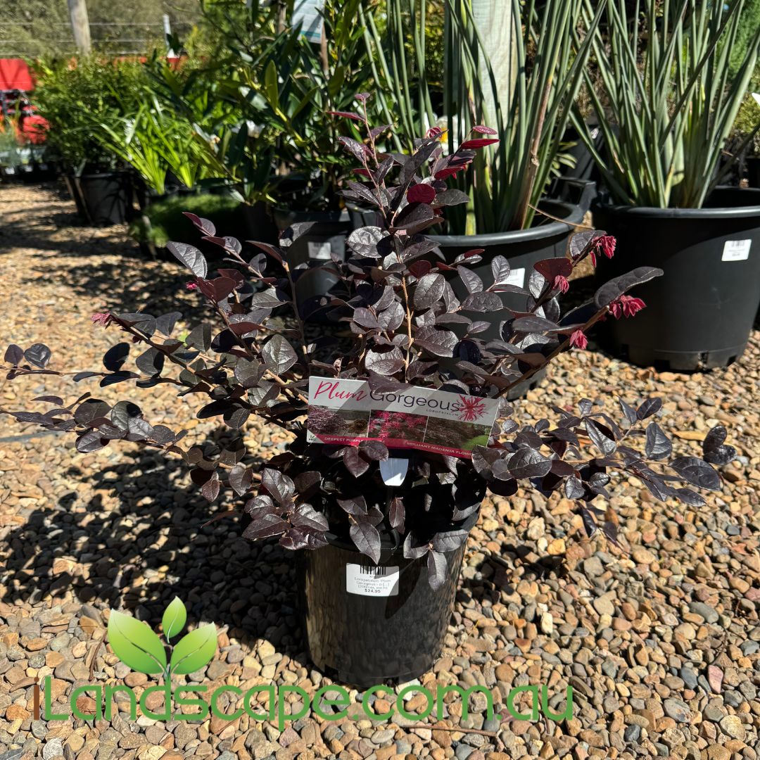 Loropetalum chinense Plum Sunshine Coast Nursery & Garden Centre