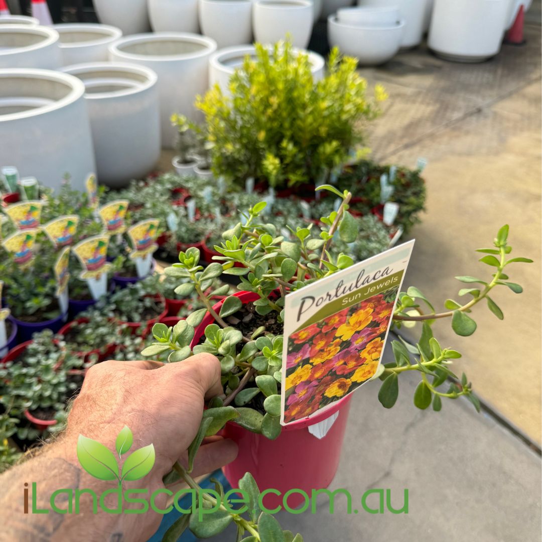 Portulaca Sun Jewels