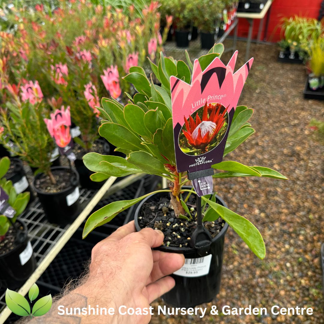 protea plant in pot Protea Little Prince PBR – Sunshine Coast Nursery & Garden Centre