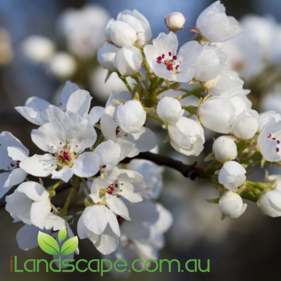 Pyrus Capital ornamental pear tree with columnar shape and white spring blossoms