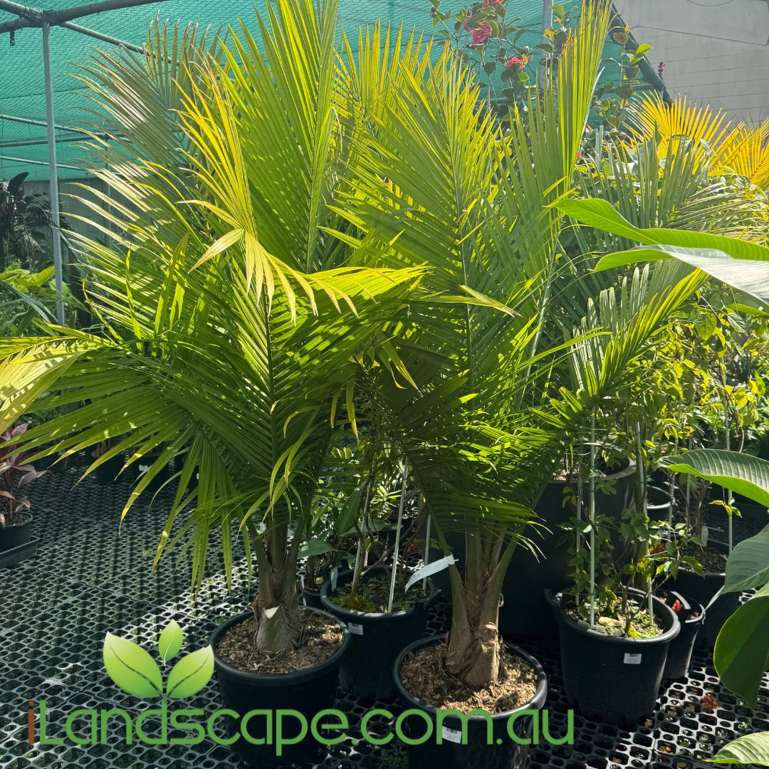 A greenhouse setting with several potted Majesty Palm plants, characterized by their tall trunks and feathery fronds.