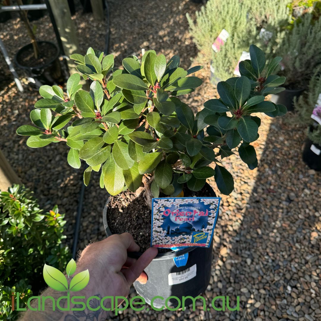 oriental plant pots australia Rhaphiolepis Oriental Pearl – Sunshine Coast Nursery & Garden Centre