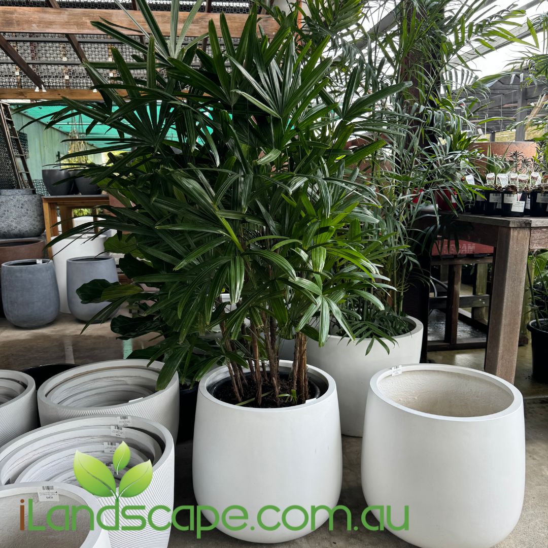 Rhapis Palm - Lady Palm
