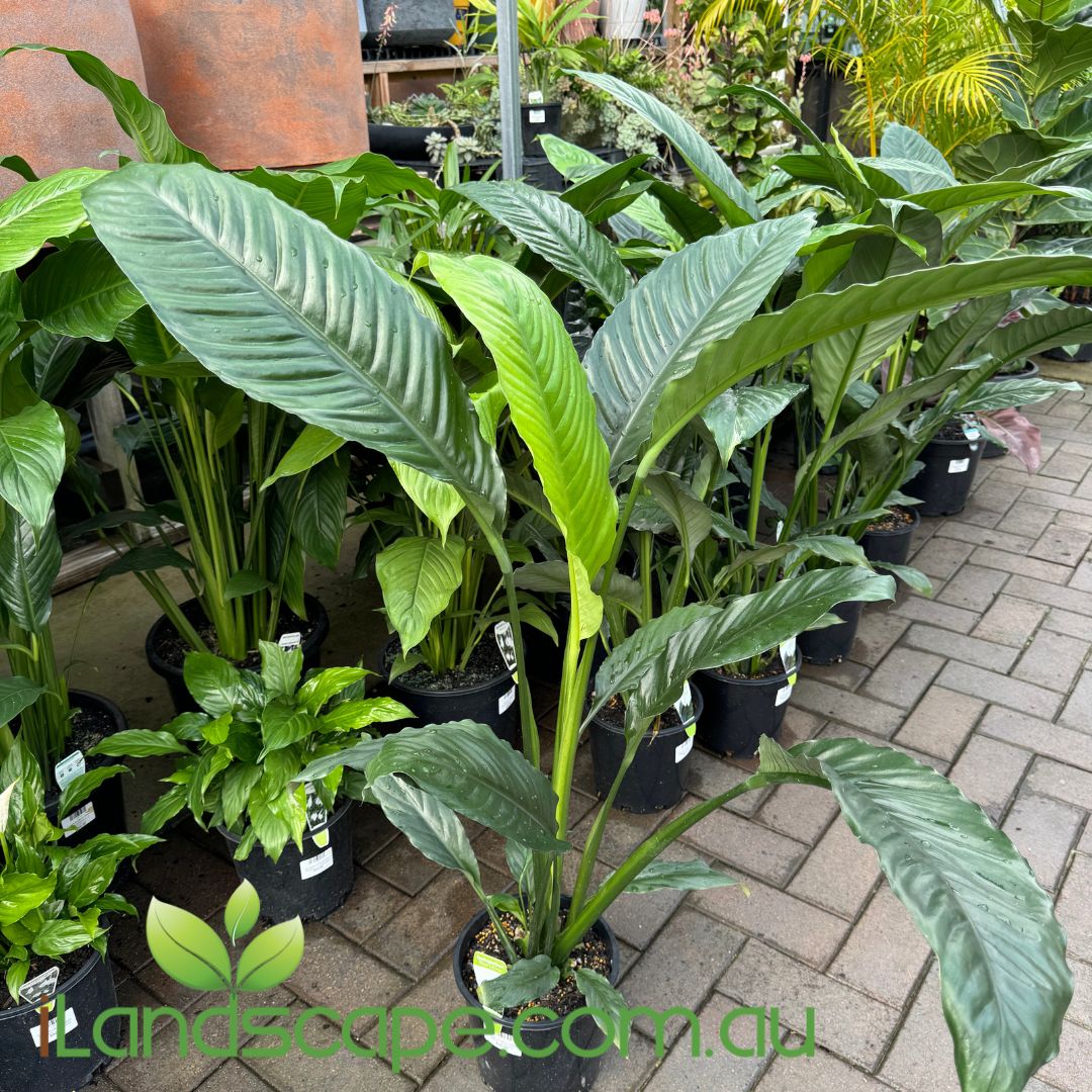 blue peace lily Spathiphyllum Blue Moon – Sunshine Coast Nursery & Garden Centre