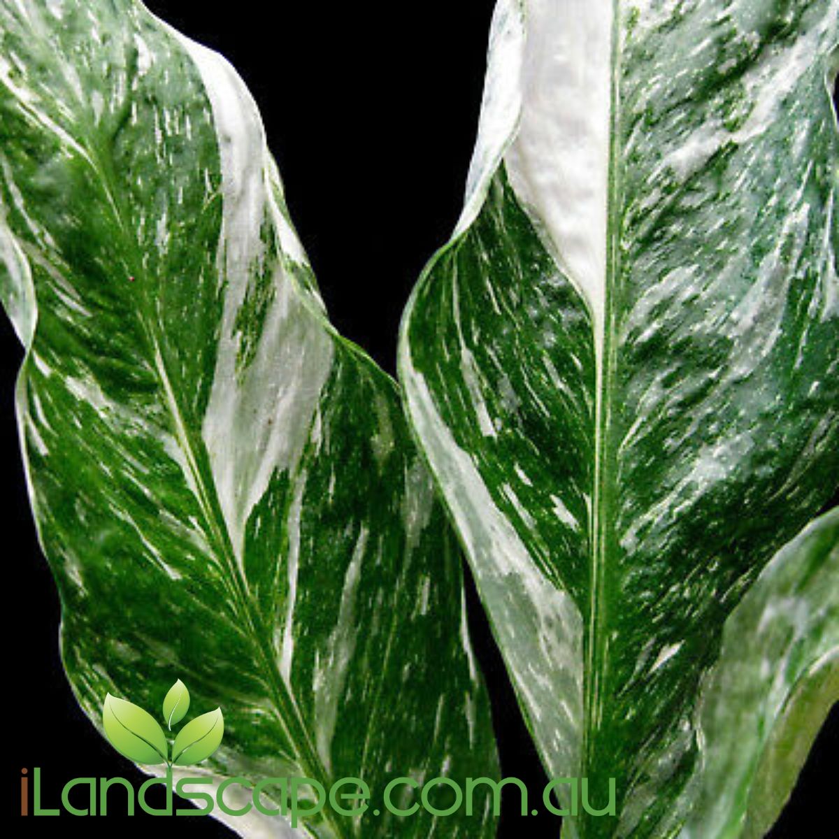 peace lily with variegated leaves Spathiphyllum Domino – Sunshine Coast Nursery & Garden Centre