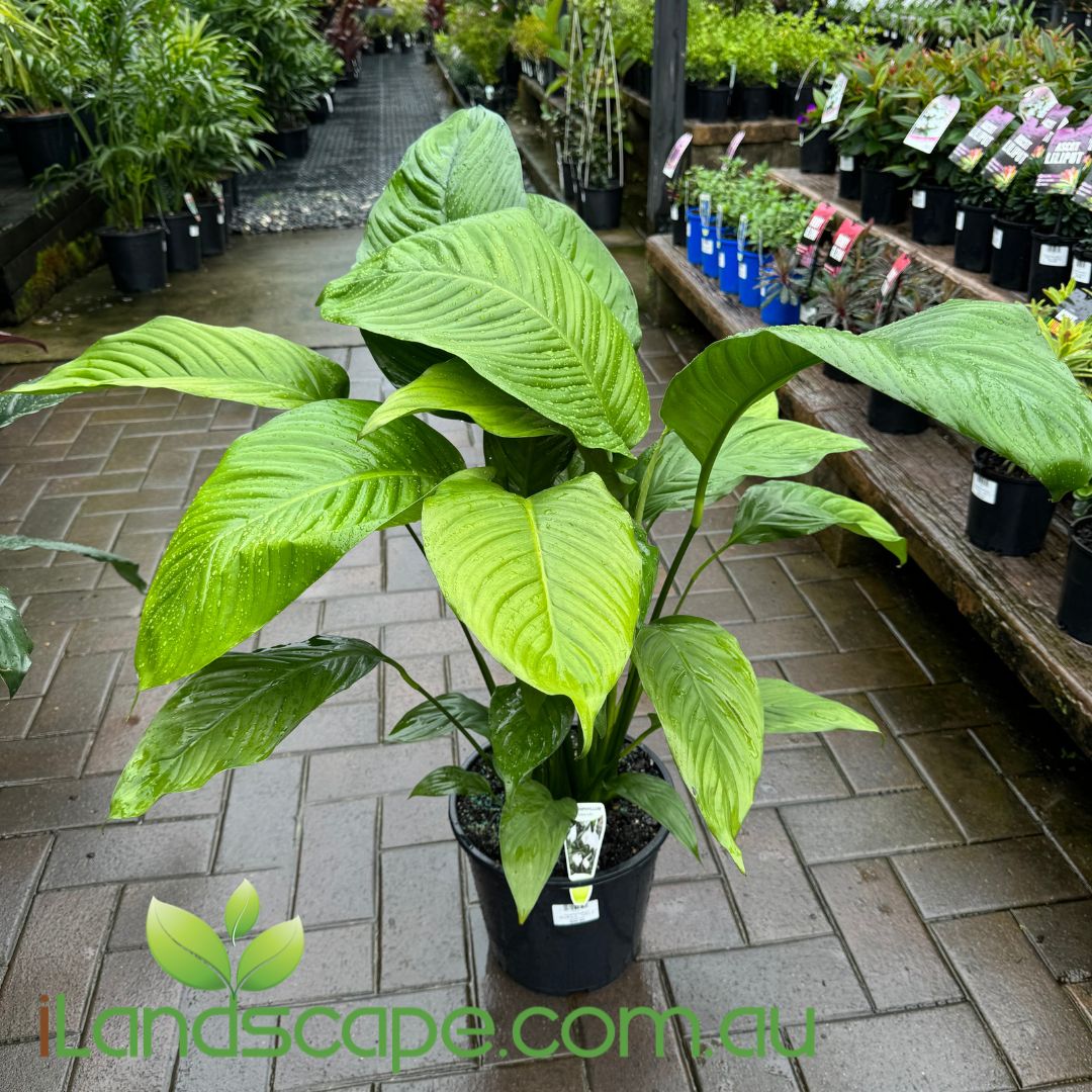 Spathiphyllum Stephanie – Sunshine Coast Nursery & Garden Centre