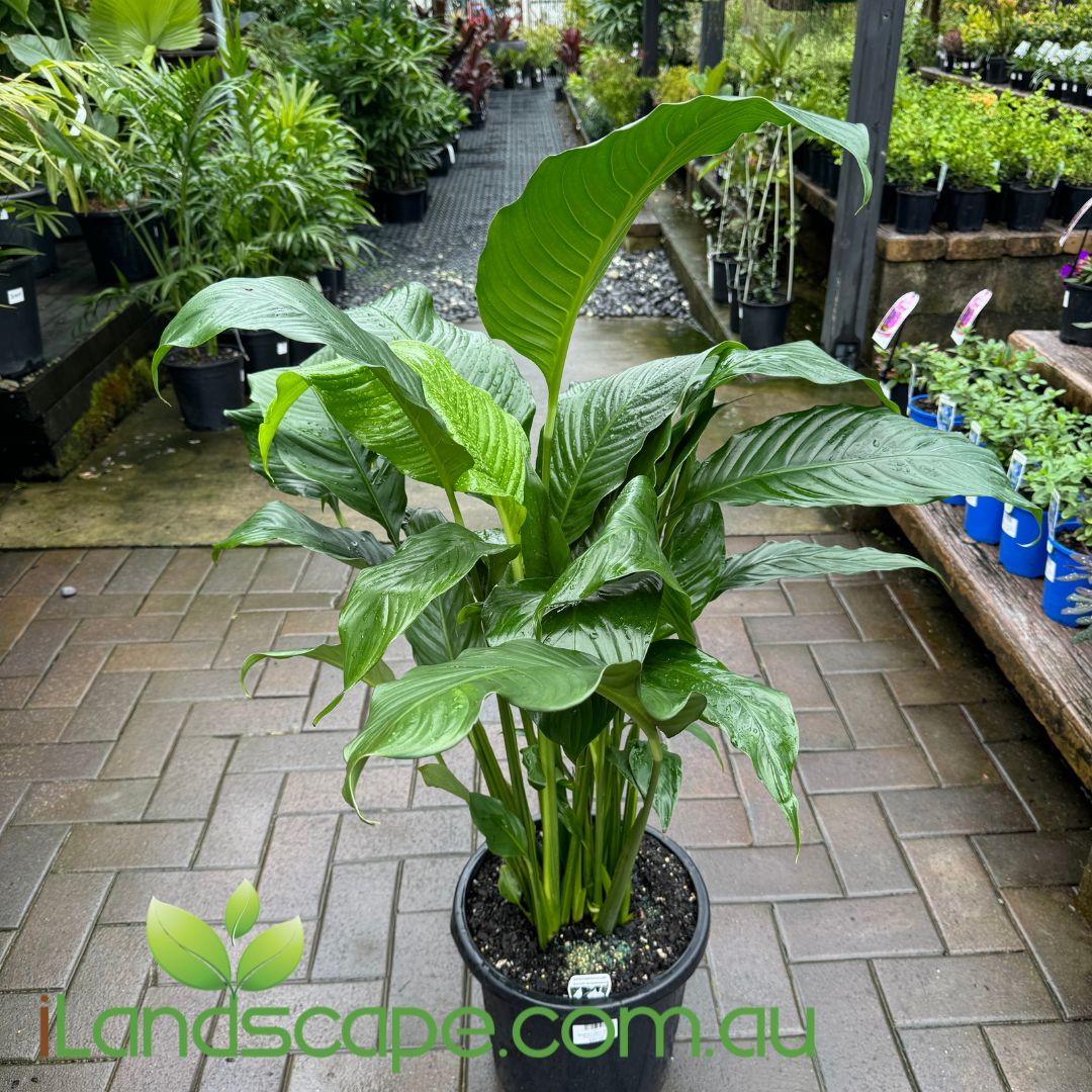 peace lily sebastiano Spathiphyllum Sweet Sabastiano – Sunshine Coast Nursery & Garden Centre