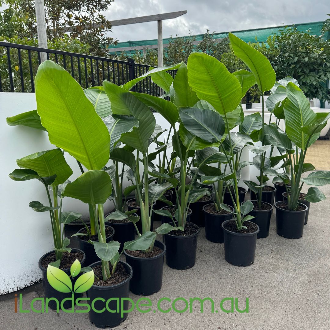 Strelitzia Nicolai Sunshine Coast Nursery & Garden Centre