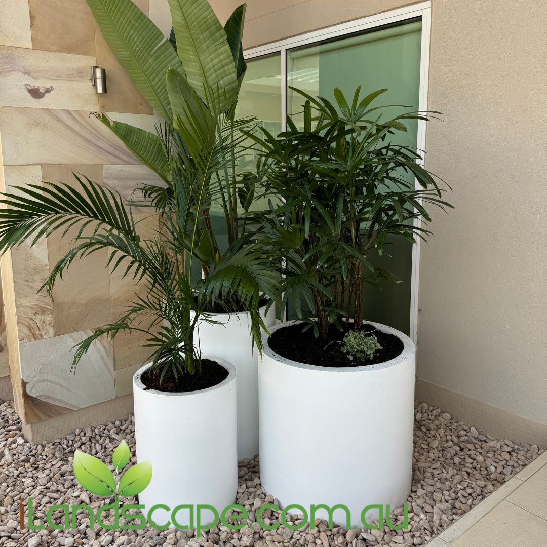 cylinder pot plant Tall Cylinder Planter Pot – Sunshine Coast Nursery & Garden Centre