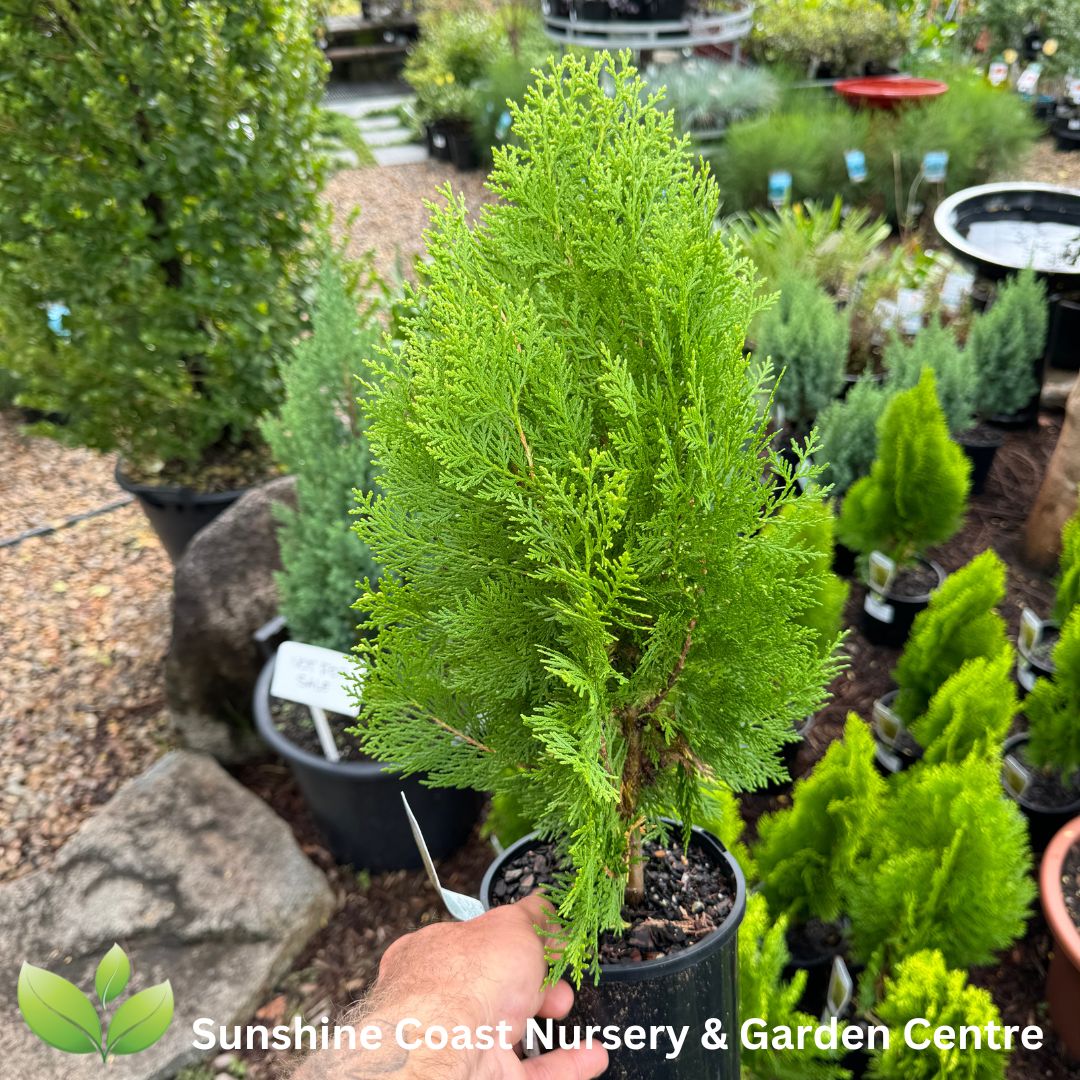 Thuja morgan – Sunshine Coast Nursery & Garden Centre