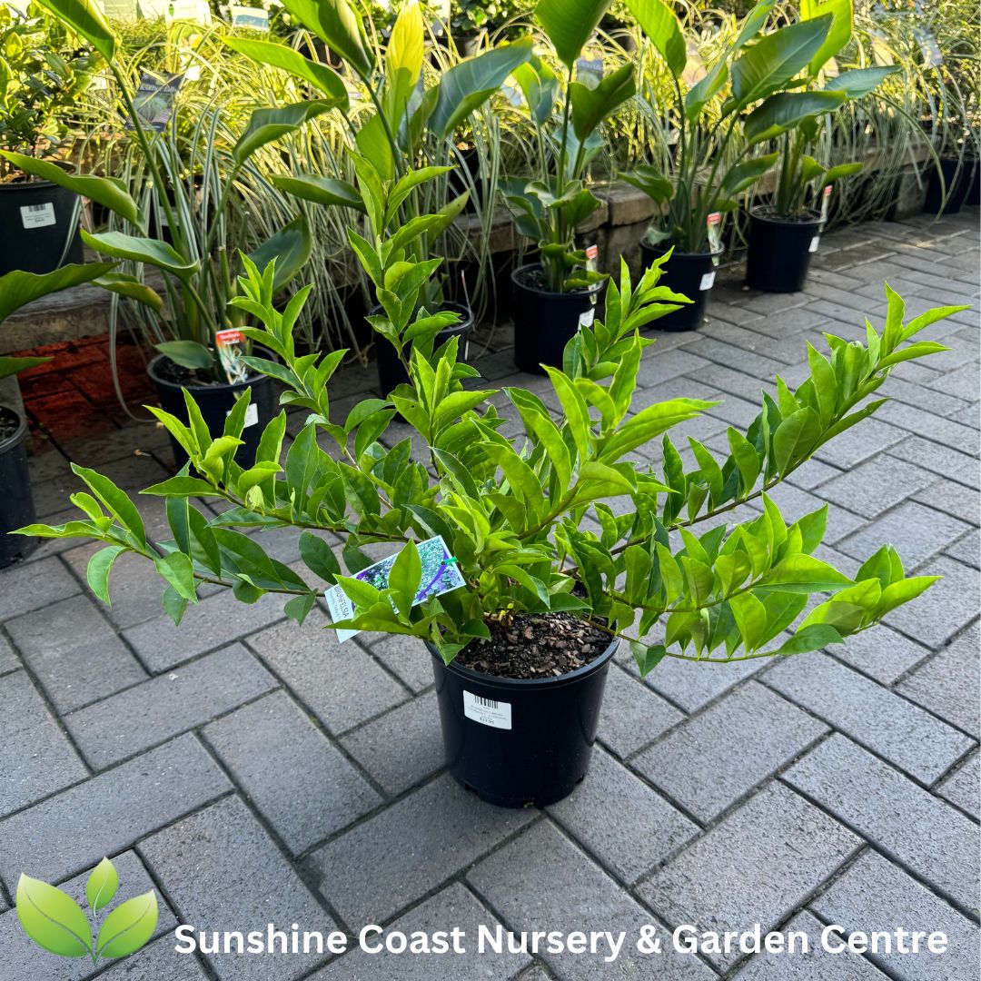 yesterday today tomorrow plant in pots Brunfelsia Latifolia