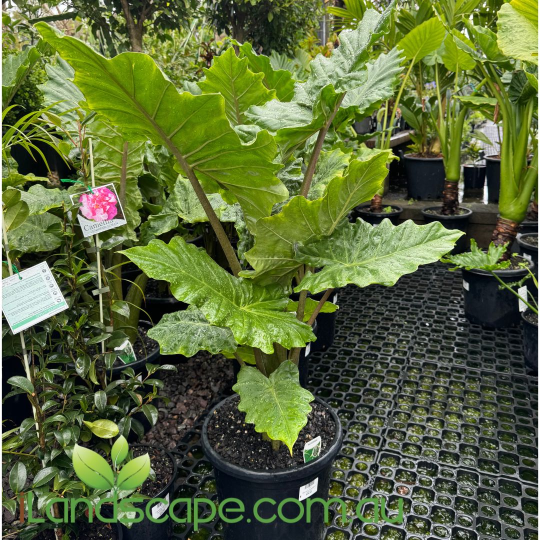 elephant ear plant perth Alocasia portodora