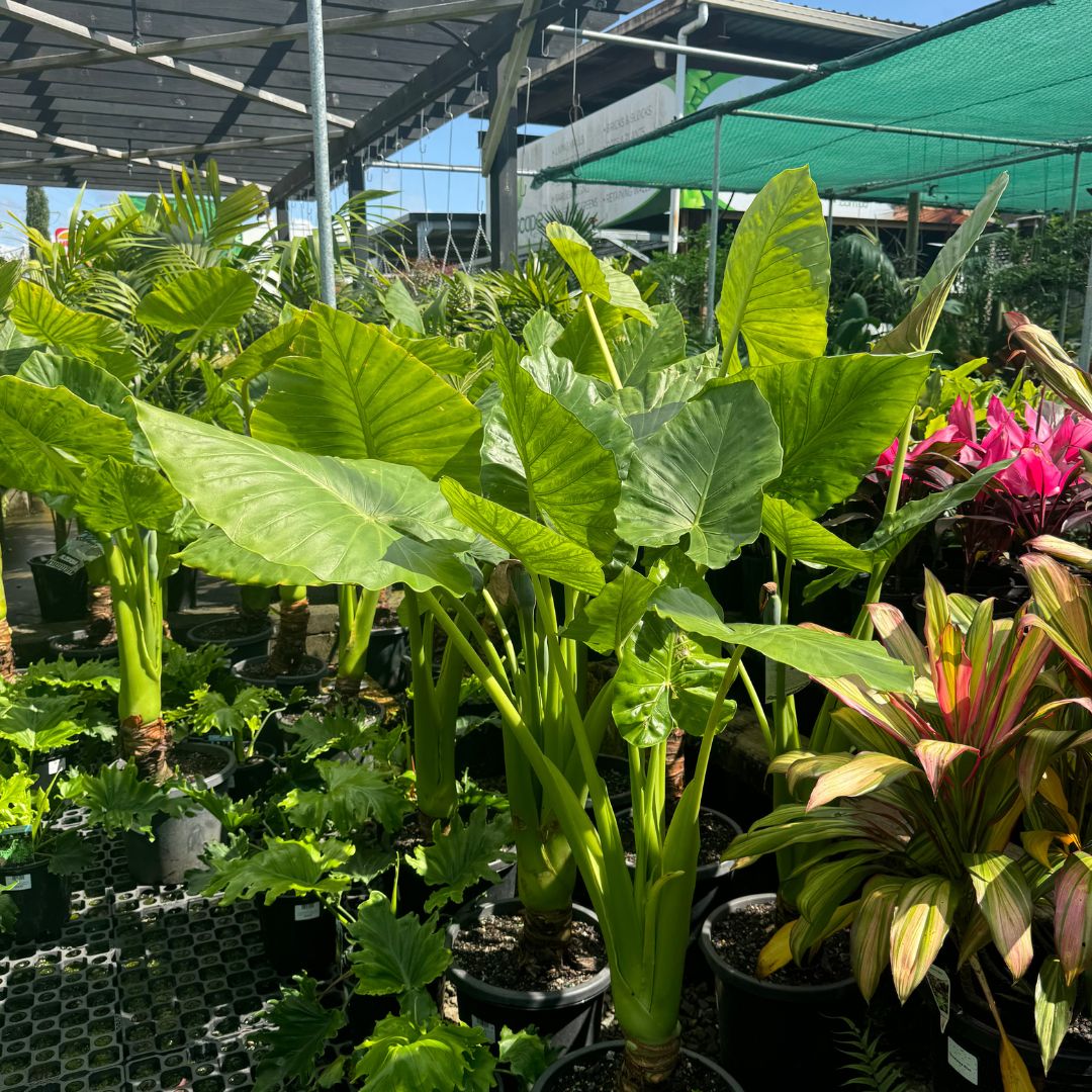 A collection of Alocasia macrorrhiza, also known as Giant Taro or Elephant Ear, plants with large green leaves in a garden setting, under a shade structure.