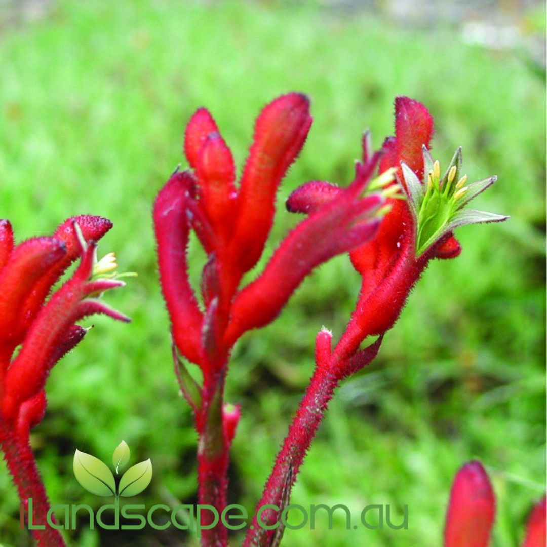 Anigozanthos ‘Bush Inferno’ with bright fiery red Kangaroo Paw flowers and compact green foliage