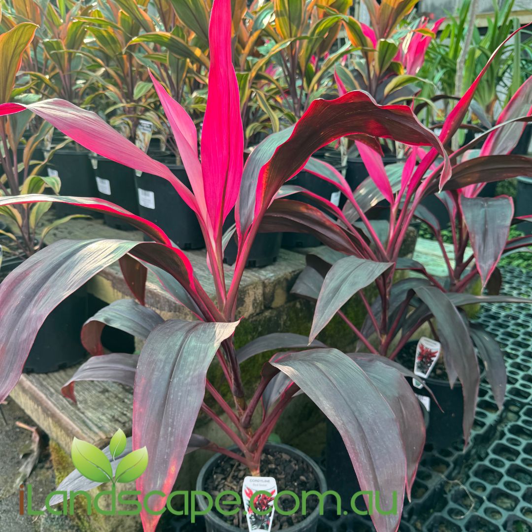 Cordyline fruticosa Red Sister – Sunshine Coast Nursery & Garden Centre