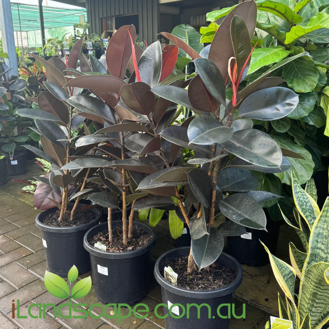 ficus burgundy indoor plant Ficus Elastica Burgundy – Sunshine Coast Nursery & Garden Centre