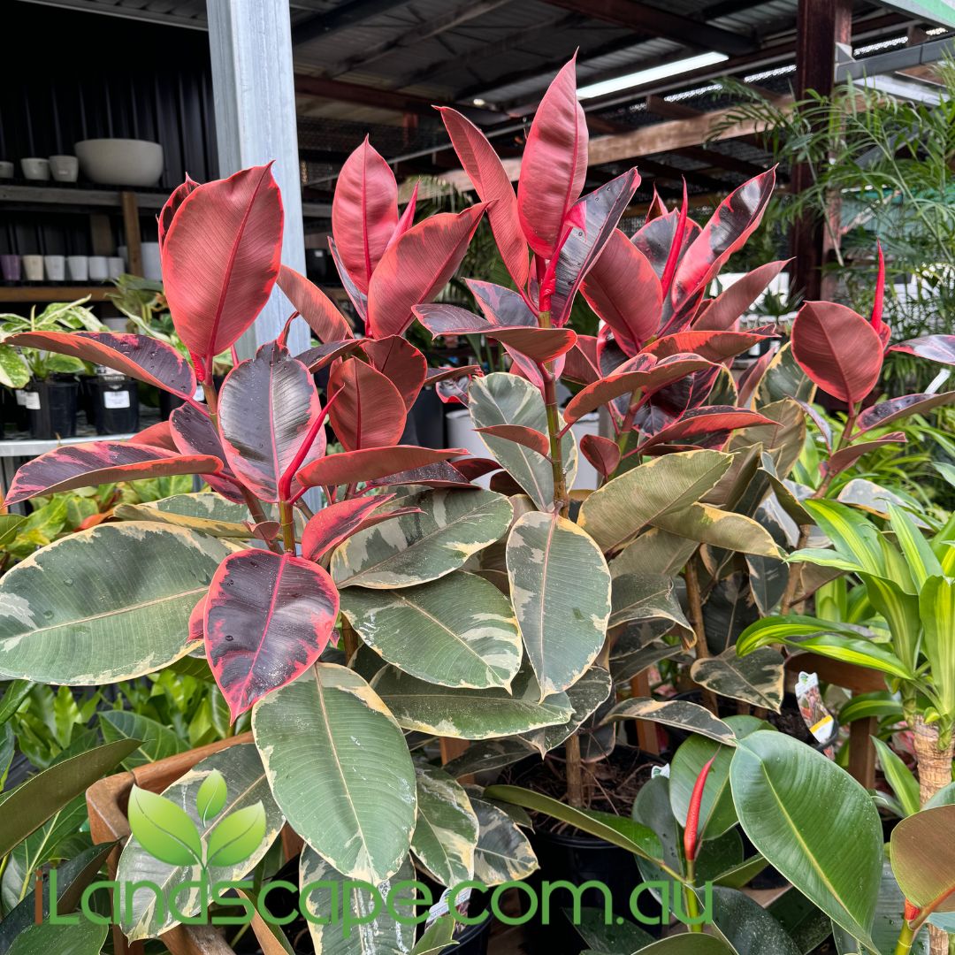 rubber tree plant red leaves Ficus Elastica Ruby – Sunshine Coast Nursery & Garden Centre