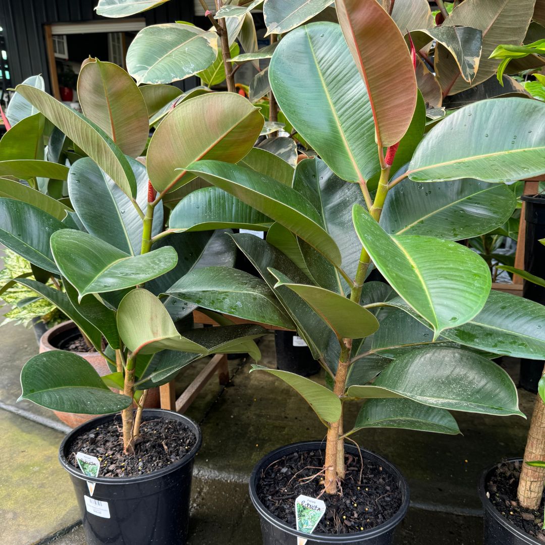 green rubber tree plant Ficus elastica Robusta – Sunshine Coast Nursery & Garden Centre