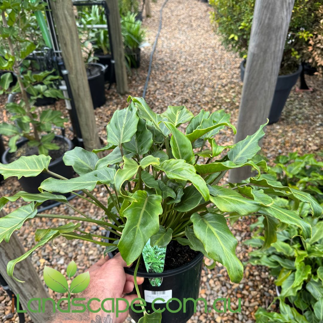 philodendron xanadu climbing Philodendron Xanadu