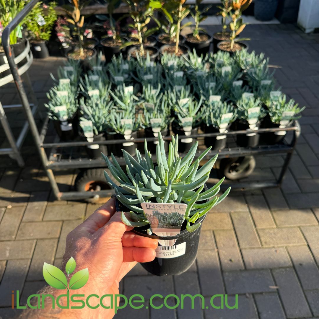 blue chalk stick succulent Senecio serpens Blue Chalksticks (mandraliscae) – Sunshine Coast Nursery &  Garden Centre