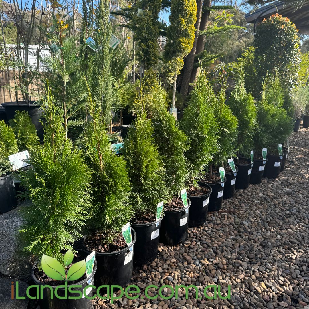 Thuja smargd – Sunshine Coast Nursery & Garden Centre