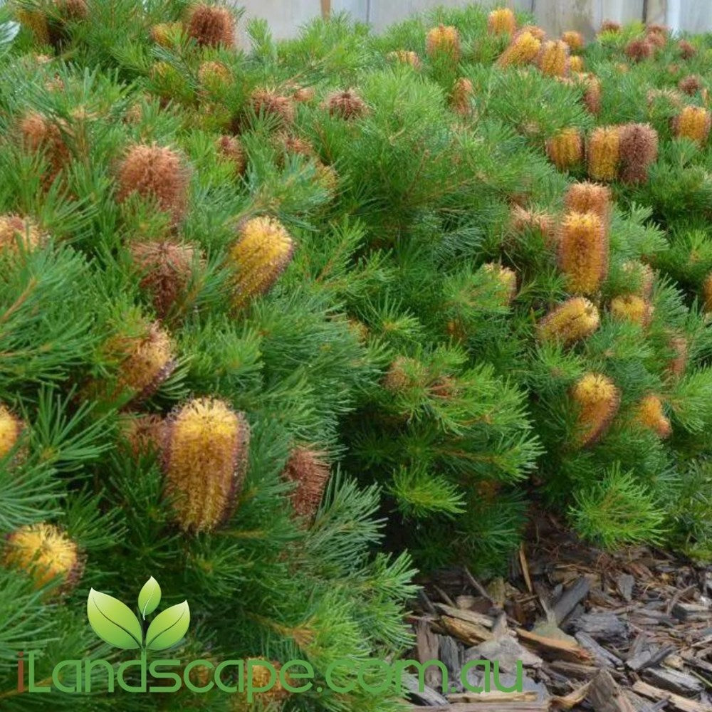 Banksia Spinulosa