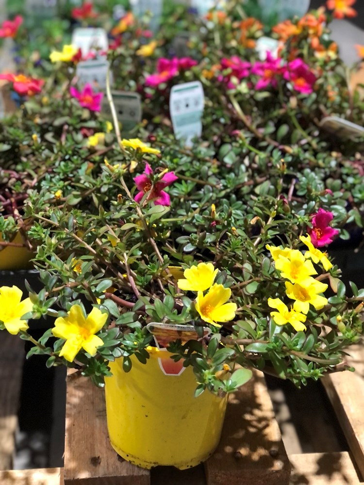 Portulaca Sun Jewels