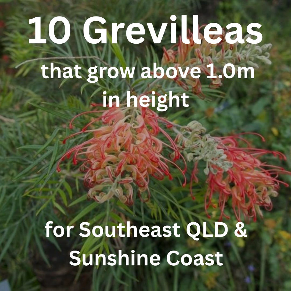 10 of Our Favourite Grevilleas for Sunshine Coast Gardens